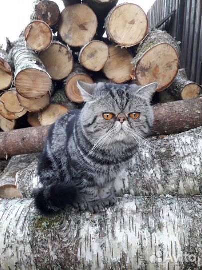 Вязка экзот