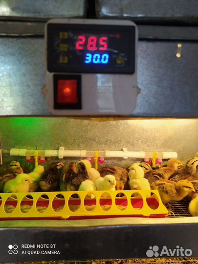 Инкубационное яйцо