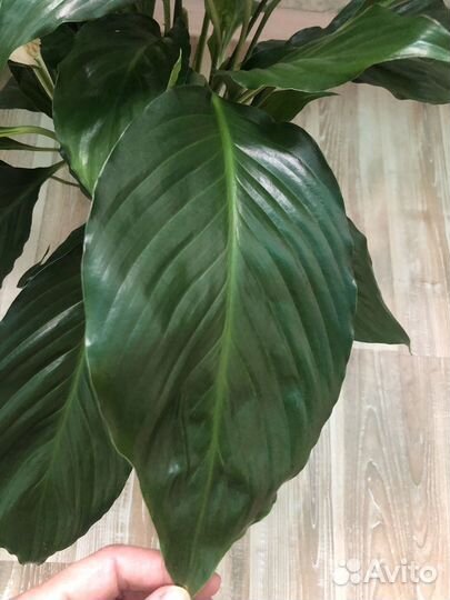 Спатифиллум