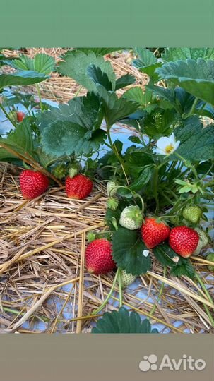 Клубника собрана утром