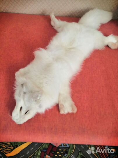 Шкурка песца