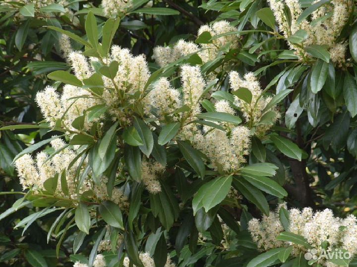 Лавровишня для изгороди