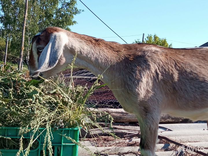 Коза дойная, козочки