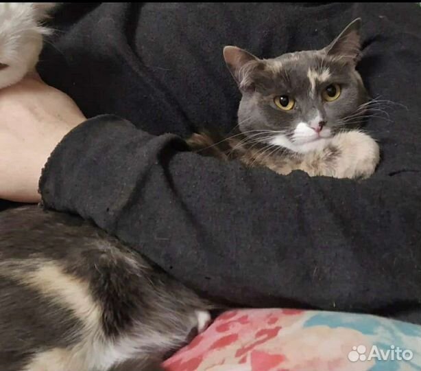 Кошка потерялась