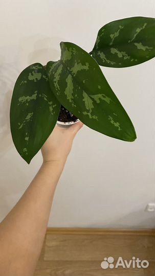 Комнатные растения цветы