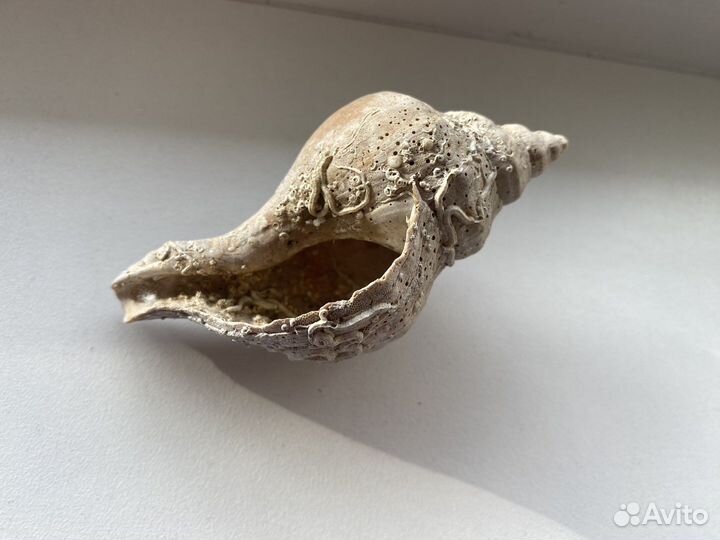 Реликтовая ракушка