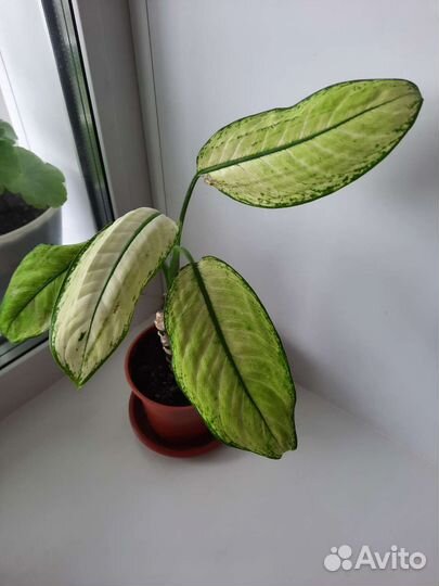 Диффенбахия