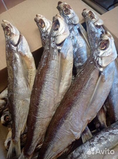 Рыбец Вобла Чехонь Килька