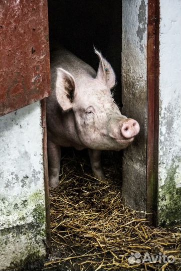 Домашнее мясо поросят