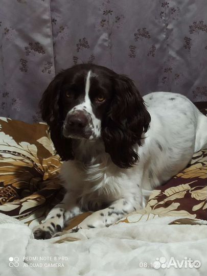 Спаниель