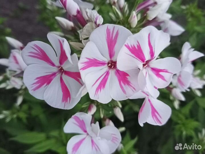 Флоксы сортовые