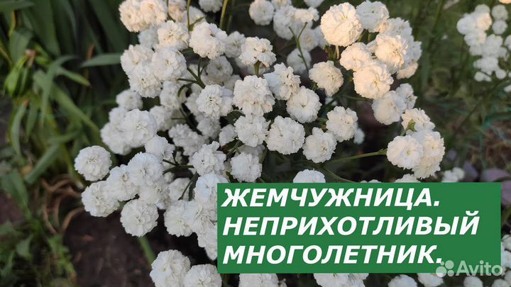 Тысячилистник Жемчужина декоративный