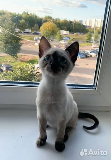 Чудесная кошечка в добрые руки