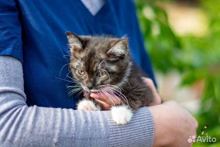 Котята в добрые руки бесплатно