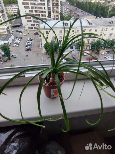 Бокарнея нолина