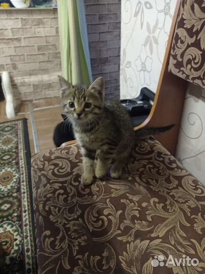 Домашние животные кошки