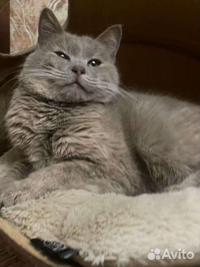 Кошки в добрые руки бесплатно