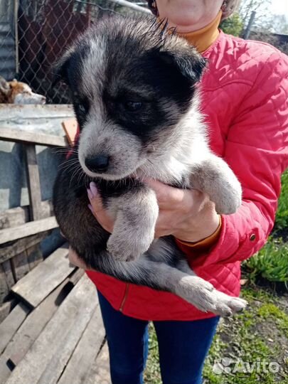 Щенки хаски