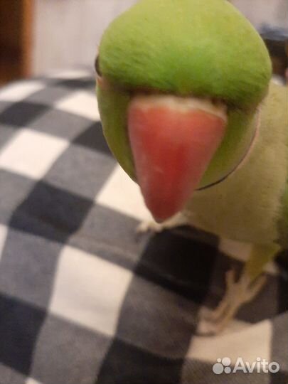 Ожереловый попугайчик