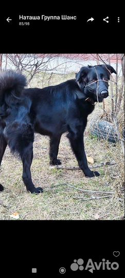 Собака в добрые руки