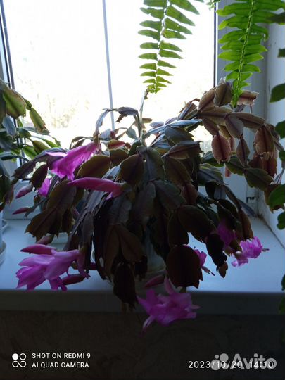 Сансиеверия, Декабрист розовый