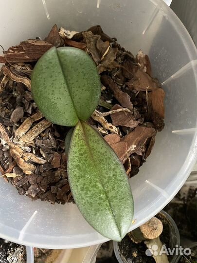 Орхидея фаленопсис