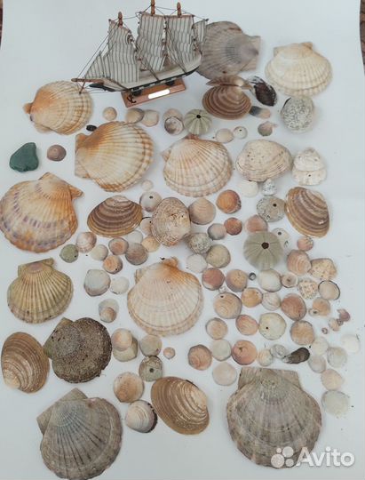 Морские ракушки