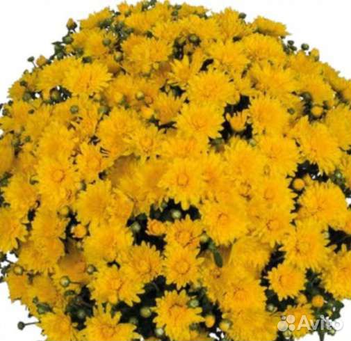 Хризантема мультифлора