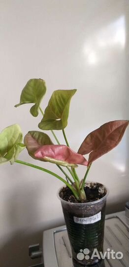 Сингониумы сортовые