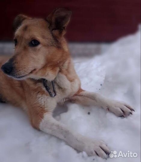 Собака в добрые руки