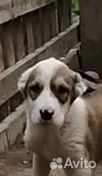 Среднеазиатская овчарка (алабай)