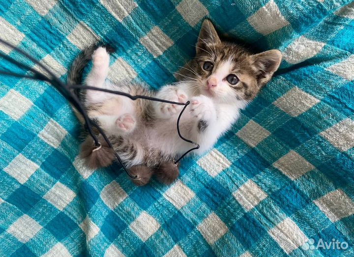 Маленький котик в дар