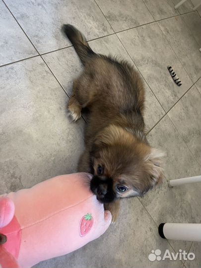 Щенки пекинеса