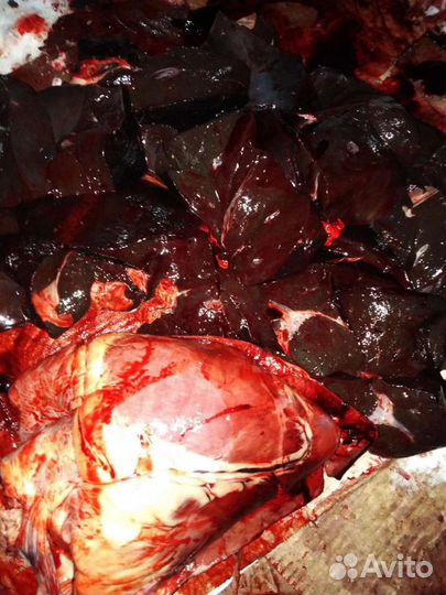 Корм для собак