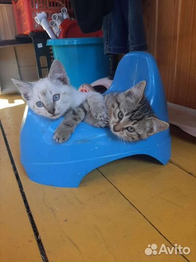 Кошки в добрые руки бесплатно