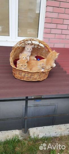 Котята 3 девочки, 1 мальчик