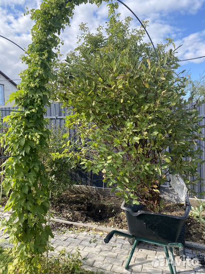 Жимолость съедобная