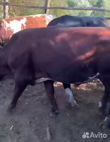 Быки живым весом на докорм