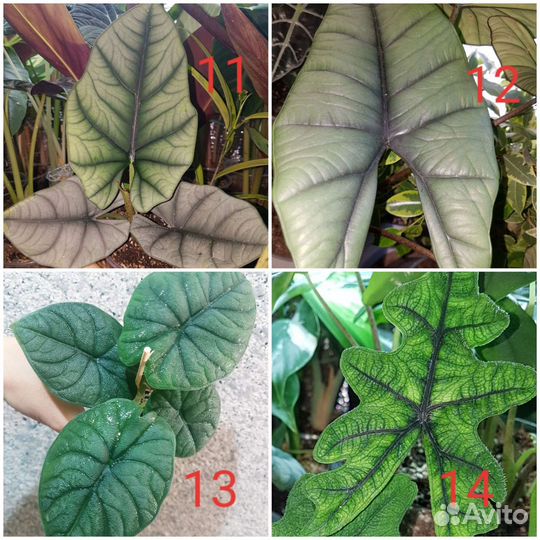 Алоказии Клубни