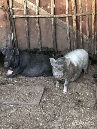 Супоросная свиноматка, вьетнамка