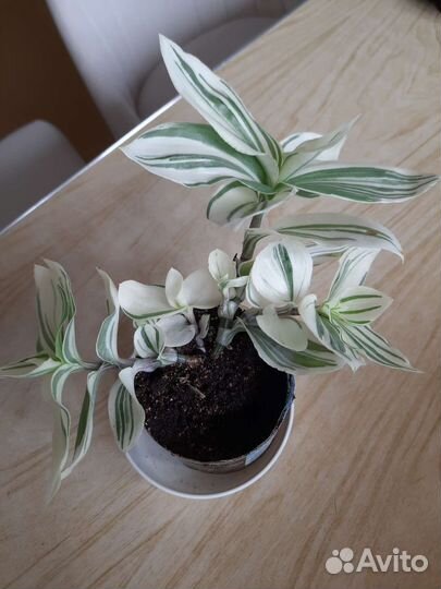 Абутилон оранжевый