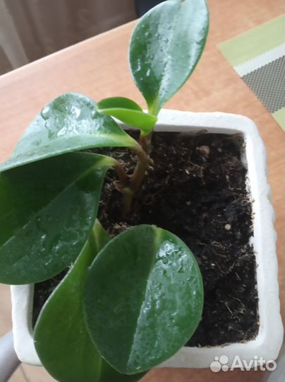 Хойя, детки