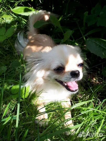 Мини чихуахуа вязка