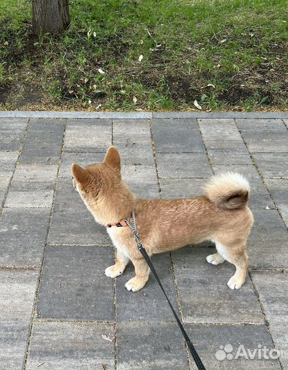 Мальчик сиба ину