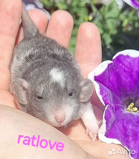 Крысята дамбо девочка рекс