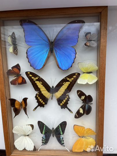 Бабочки в рамке