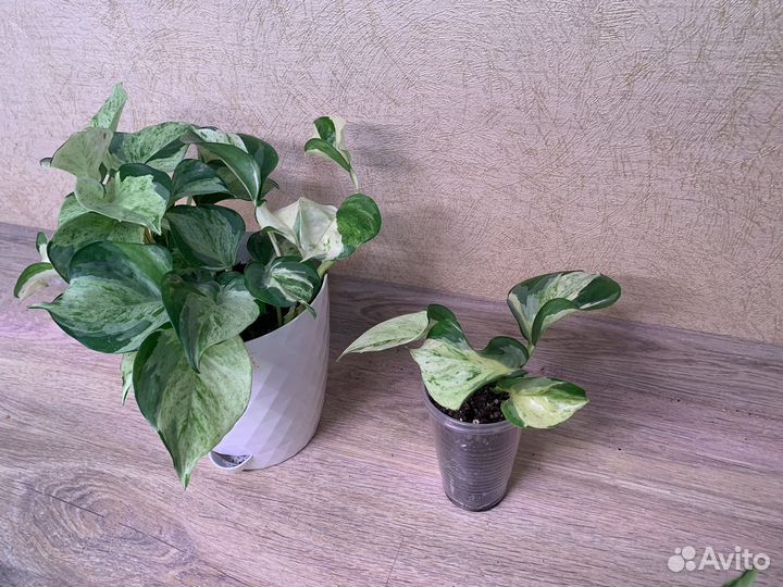 Сциндапсусы (эпипремнумы) комнатные растения