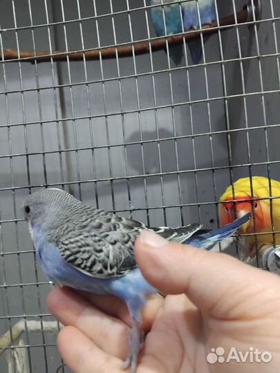 Птенцы волнистых попугаев