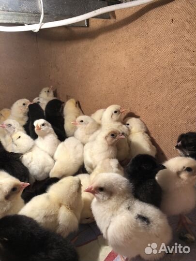 Продам цыплят
