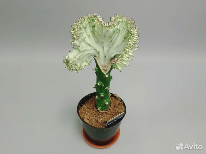 Эуфорбия лактея кристата